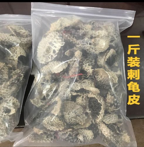 小号刺龟皮船晒深海鱼皮刺豚鱼皮海刺豚鱼皮海其它