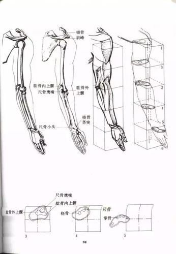 手臂图解——速写画手必看