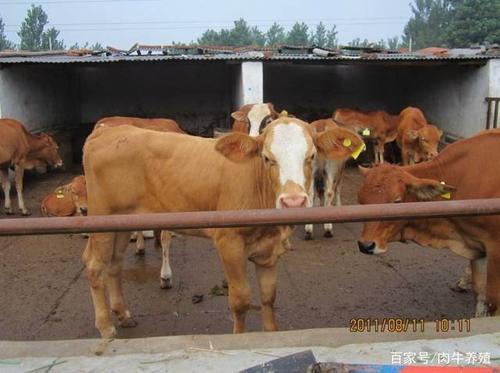 肉牛养殖宝典:治疗肉牛蹄叶炎"五步疗法"