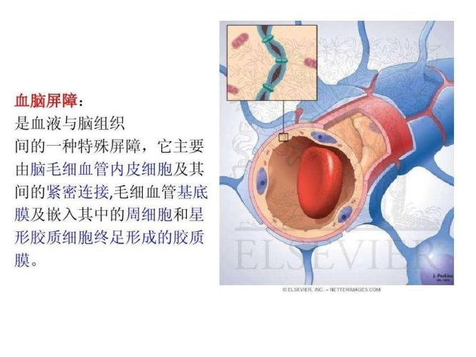 血脑屏障及保护机制
