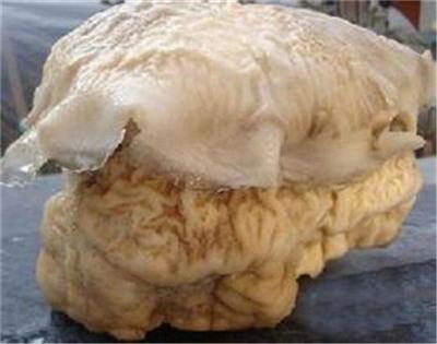 野生太岁肉灵芝怎么上门收购比较快