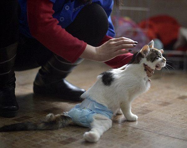 猫咪被男子从高楼上抛下,变残废,还有人性吗!