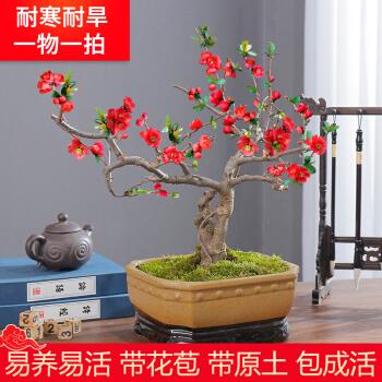 日本长寿冠海棠花盆栽四季开花庭院树苗花卉植物室内盆景一物一拍长寿