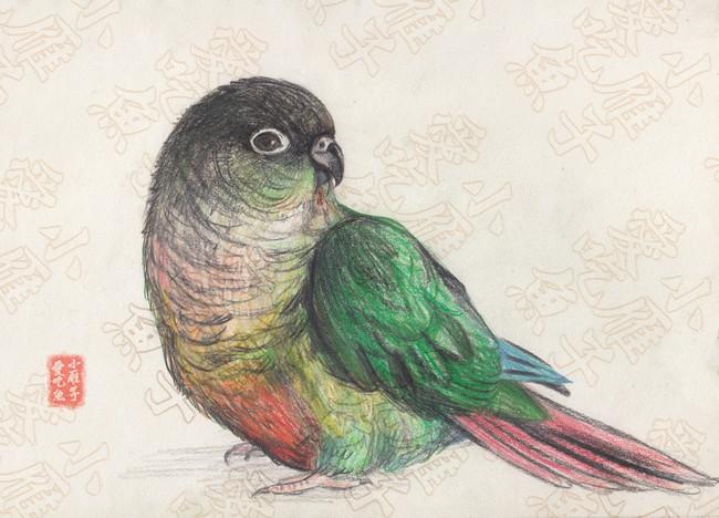 彩铅手绘小鹦鹉67676767
