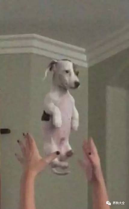 而且狗狗虽然不一定讨厌,不过看这个表情肯定不是喜欢的表情!