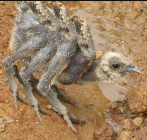 日本福岛变异生物莫名的厉害啊.如果我去福岛住几年会变成什么样子?