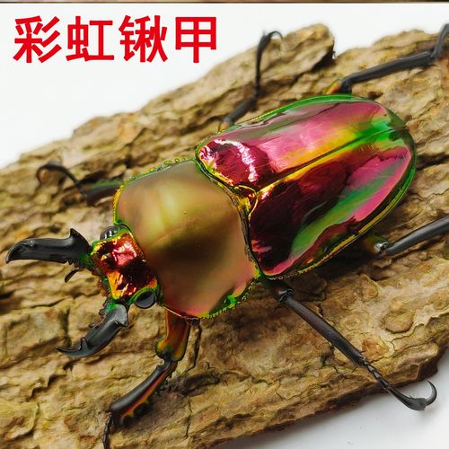 独角仙幼虫成虫活体南洋大兜甲虫活锹彩虹锹甲其他爬虫