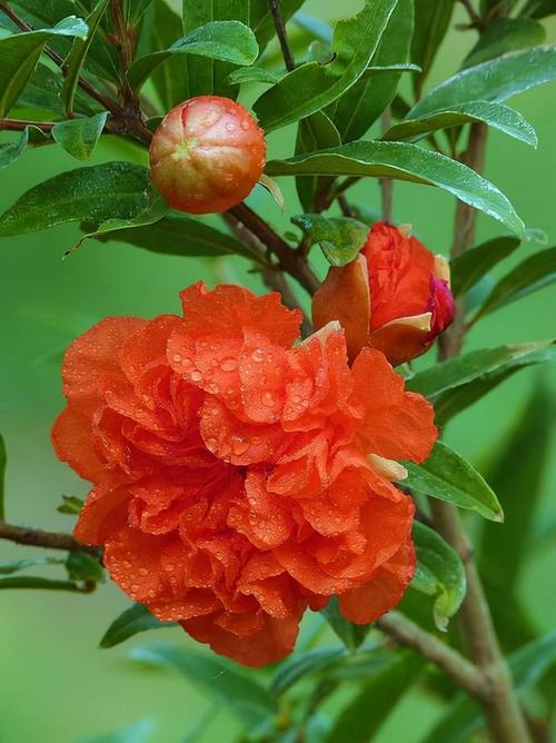 石榴花开红胜火之后,一个个小石榴就挂满了枝头.