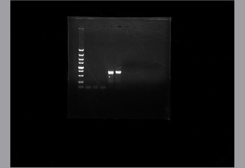 为什么pcr跑胶的照片上一半白一半黑,上面dna跑过的地方背景比较浅