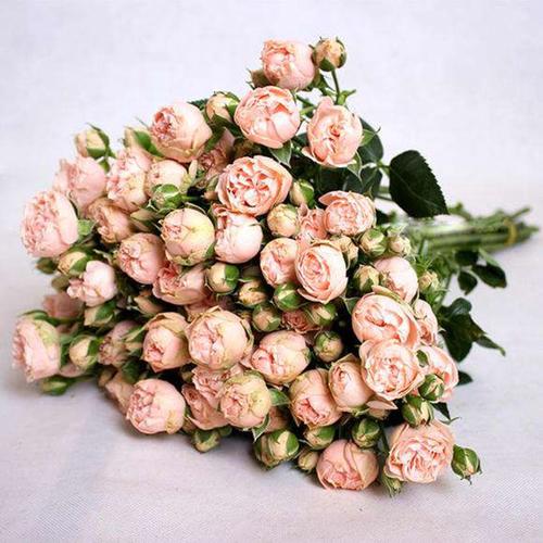 多头玫瑰的花语是什么?多头玫瑰的寓意和象征