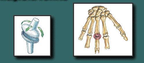手指间关节 由各指相邻的两节指骨的底和滑车构成,属滑车关节,只能做