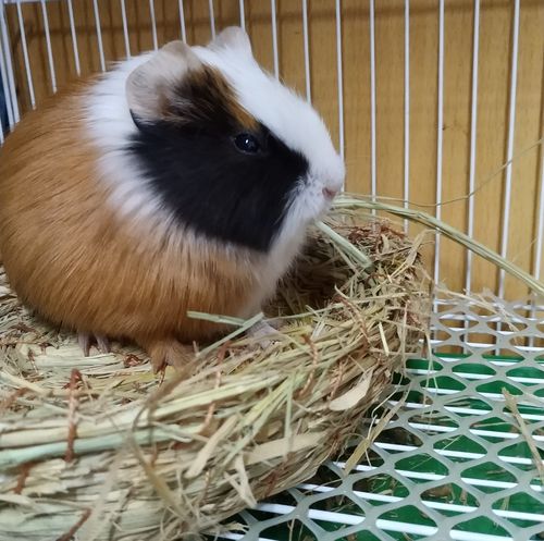 我是超级可爱豚鼠君你们可以叫我荷兰猪但是我拆家哦