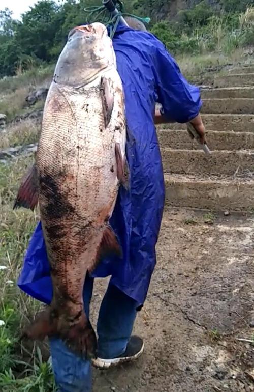 来宾水库泄洪,几十斤大鱼冲晕在水边,百名老乡下河捡鱼