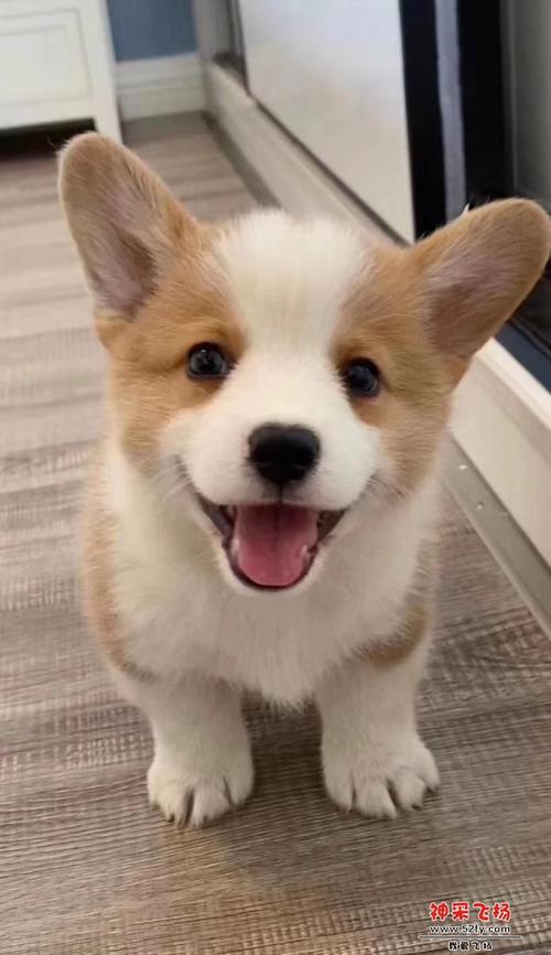 【家有宠物】超可爱柯基 - 从化在线