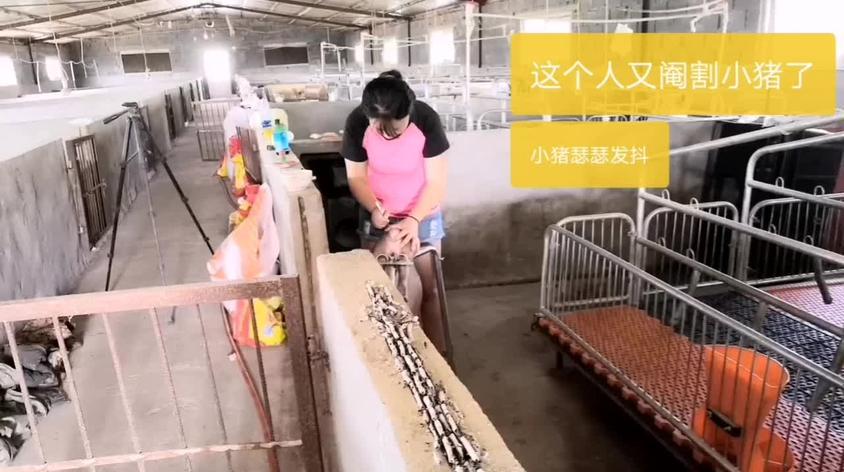 女人养猪阉猪视频在线观看 - 西瓜视频