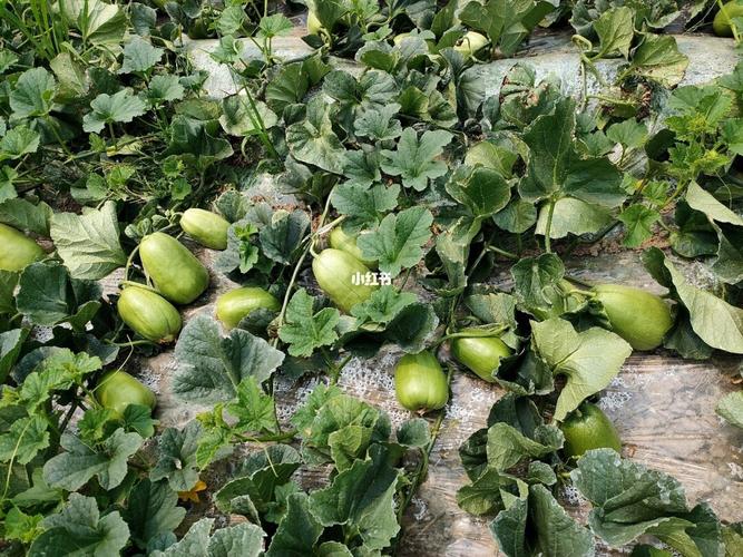 雪梨瓜,又称老鼠瓜_美食_美食_美食展示