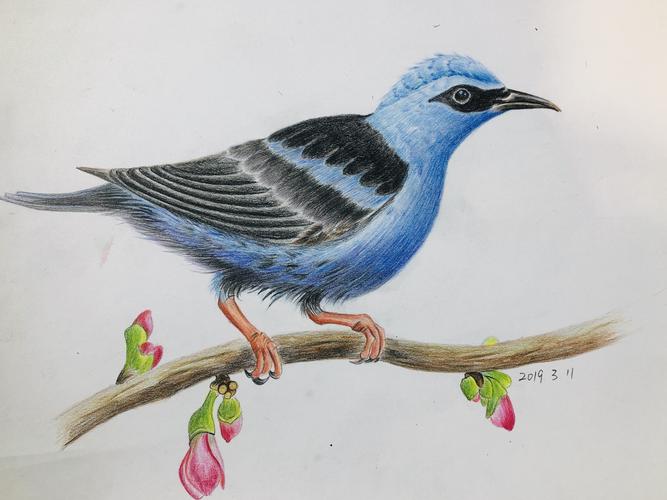 红脚旋蜜雀.第一次画鸟,感觉还不错.