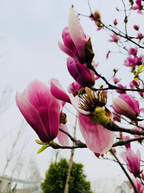 玉兰花开三季,你知道吗?