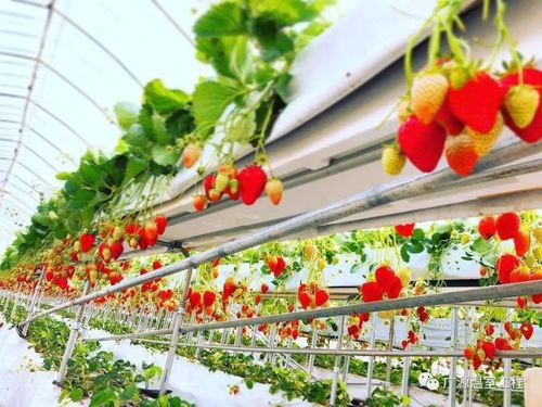 中国长丰草莓小镇进入开园"倒计时","博士草莓园"落户长丰