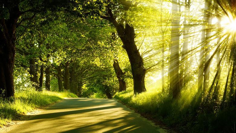 林荫小道晨光洒向林间