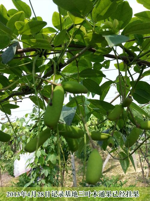 农业 园林植物 藤本植物 > 国内首家野生珍稀水果三叶木通果驯化培育