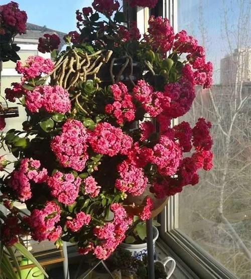 养"长寿花"3年变老桩,窜成"巨无霸",开成大花球,美!
