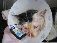 [转载]猫病毒性呼吸道感染并发猫厌食症
