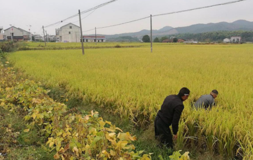 岳阳县步仙镇优质稻示范基地