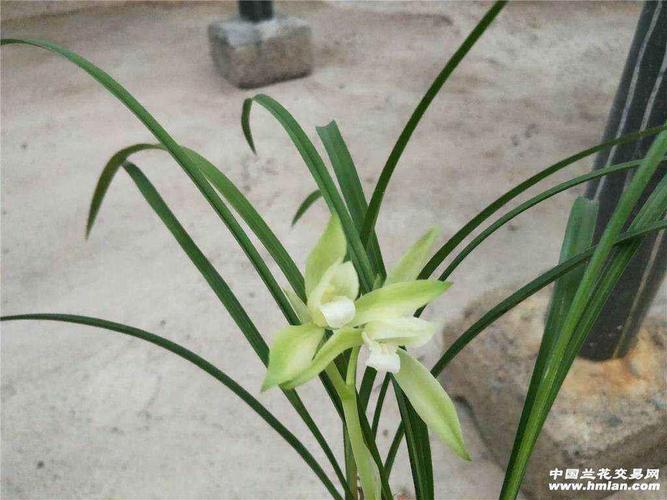 春兰特壮浓香慈恩素 - 中国兰花交易网