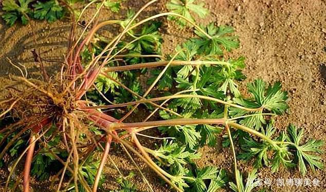 野菜"老鸹筋"泡酒有什么药用功效?看完心里有数了!