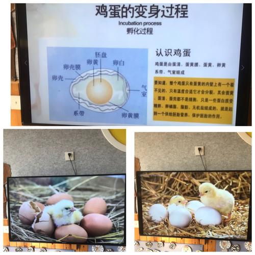 老师说鸡蛋要经过二十多天的孵化才能变成可爱的鸡宝宝