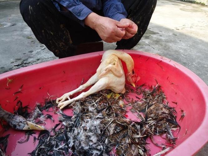 女孩发育小公鸡