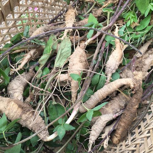 山海羊乳参奶四叶狗头海螺党参车土白河草下其他药食同源食品