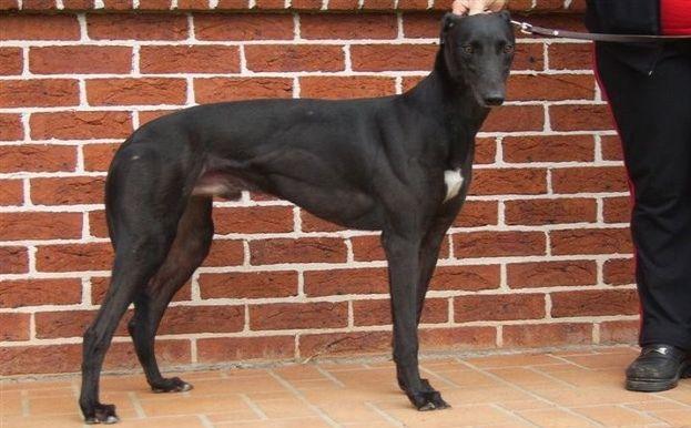 黑风rum force - 格力犬yy--格力犬中英文血统查询