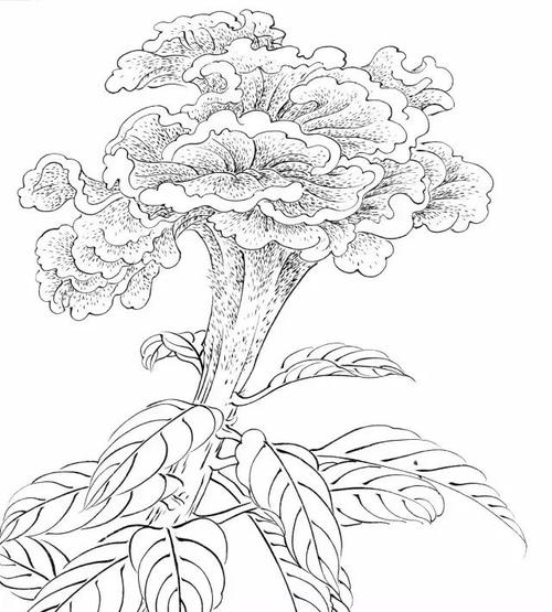 吉祥寓意花鸟白描欣赏鸡冠花