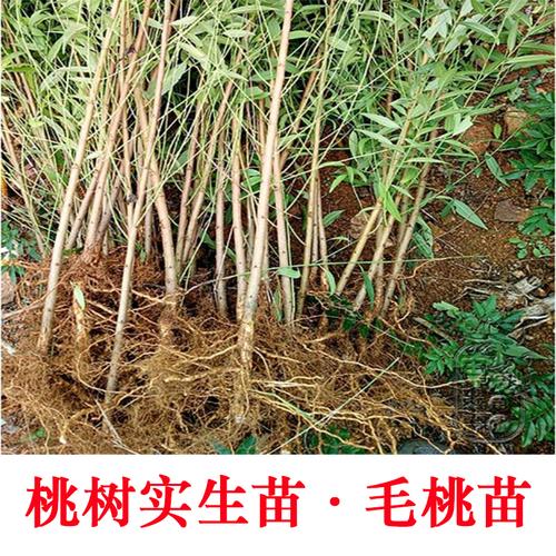 山桃苗野桃苗山西野桃树苗野毛桃树苗桃树实生苗桃树占木苗