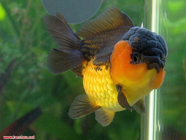 短尾狮金鱼和元宝狮金鱼的区别