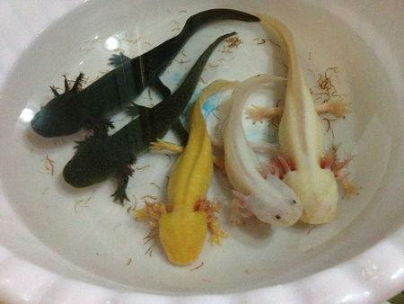 可爱的水中精灵——墨西哥钝口螈