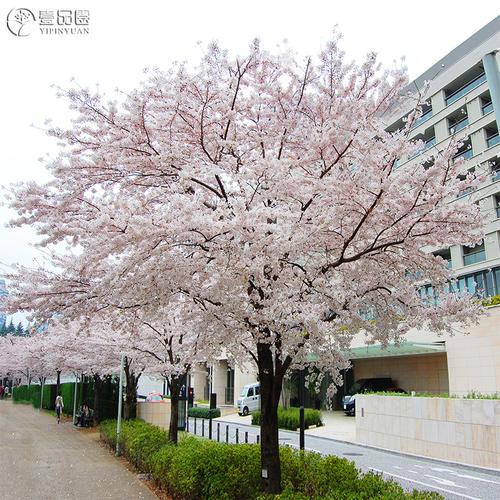 东京樱花树苗大苗日本早樱室外耐冻耐寒花卉北方庭院地栽染井吉野