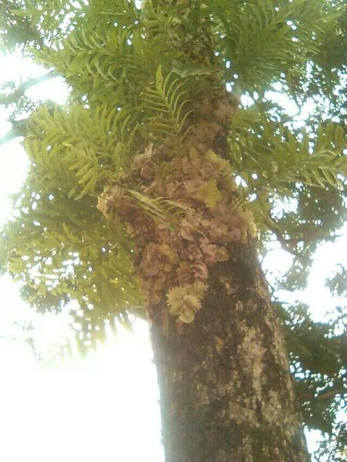 不知道这是什么植物,是寄生在龙眼树