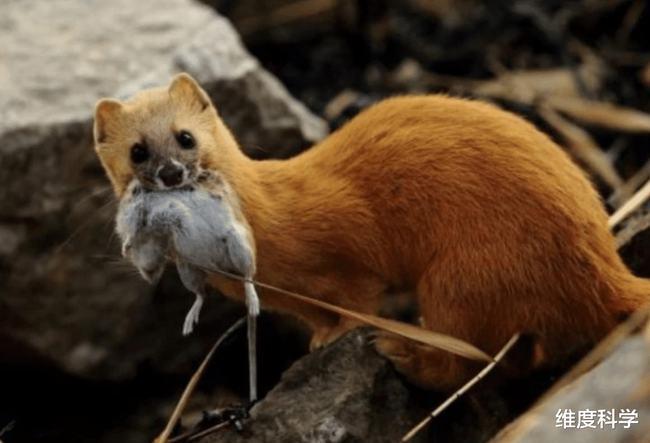 黄鼠狼喜欢吃鸡别被黄鼠狼给骗了它更喜欢捉老鼠