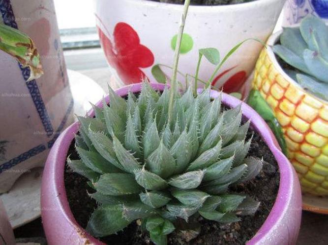三角琉璃莲图片_绿的三角琉璃莲图片大全 - 花卉网