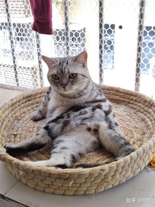 两只猫,一只狮子猫,一只银斑美短.