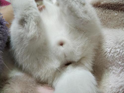 差不多3个月的猫咪,有人能看出来这是小公猫还是小母猫吗