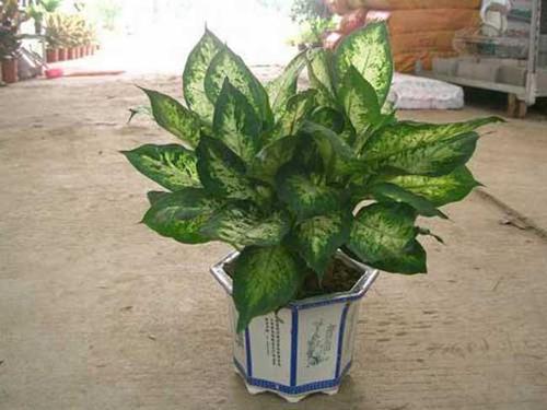 万年青-功效与作用-中药药用价值网