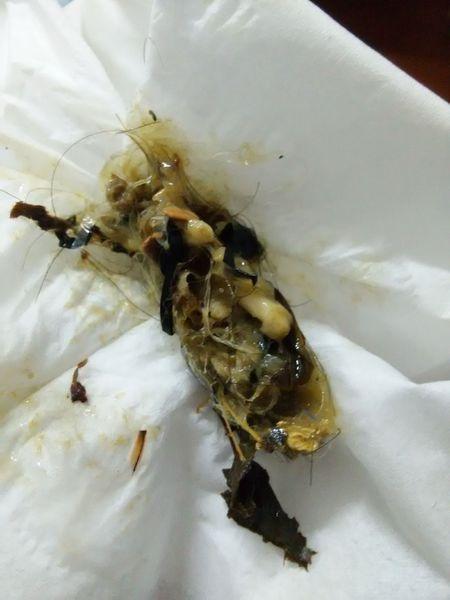 狗狗半夜好像吃了自己的大便,然后早上突然吐了,呕吐物里一半是大便