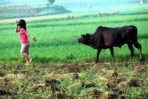 农村娃放牛贪玩致耕牛走失,被父亲打后3天下不来床,你