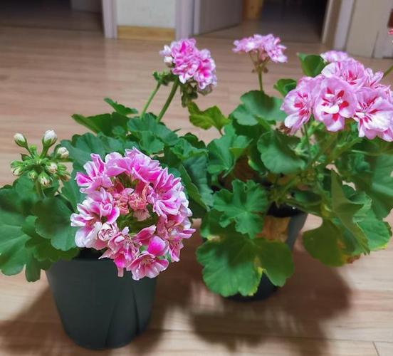 天竺葵休眠期,少做3件事,下次开花更多啊