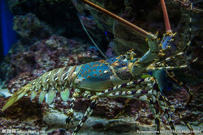 大龙虾 甲壳坚厚 澳洲龙虾 触须 珊瑚礁 热带鱼 海底世界 迅速漂游