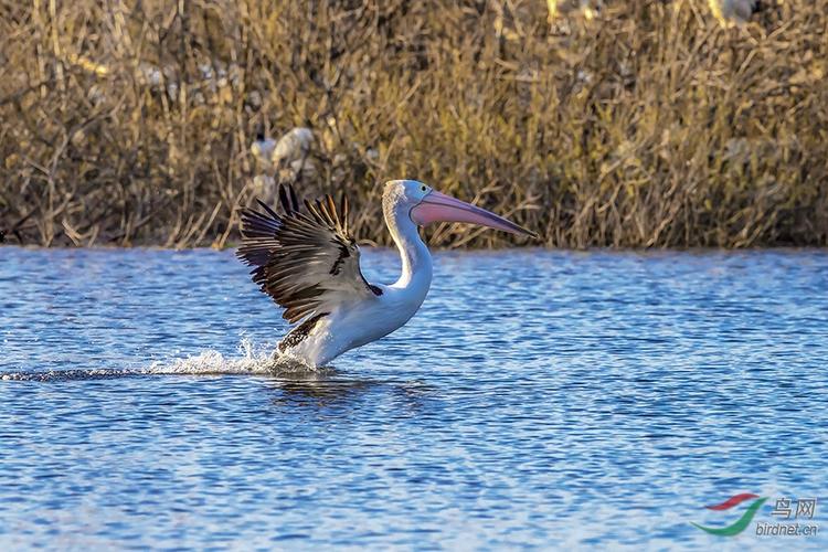 鸬鹚相争鹈鹕得利